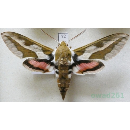 Hyles tithymali (Boisduval, 1834) Morocco 65mm72